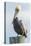 USA, Florida, New Smyrna Beach, Pelican Perched on Pylon-Jim Engelbrecht-Stretched Canvas