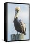 USA, Florida, New Smyrna Beach, Pelican Perched on Pylon-Jim Engelbrecht-Framed Stretched Canvas