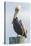 USA, Florida, New Smyrna Beach, Pelican Perched on Pylon-Jim Engelbrecht-Stretched Canvas