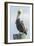 USA, Florida, New Smyrna Beach, Pelican Perched on Pylon-Jim Engelbrecht-Framed Photographic Print