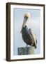 USA, Florida, New Smyrna Beach, Pelican Perched on Pylon-Jim Engelbrecht-Framed Photographic Print