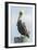 USA, Florida, New Smyrna Beach, Pelican Perched on Pylon-Jim Engelbrecht-Framed Photographic Print