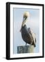 USA, Florida, New Smyrna Beach, Pelican Perched on Pylon-Jim Engelbrecht-Framed Photographic Print