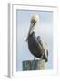 USA, Florida, New Smyrna Beach, Pelican Perched on Pylon-Jim Engelbrecht-Framed Photographic Print