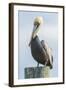 USA, Florida, New Smyrna Beach, Pelican Perched on Pylon-Jim Engelbrecht-Framed Photographic Print