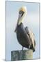 USA, Florida, New Smyrna Beach, Pelican Perched on Pylon-Jim Engelbrecht-Mounted Photographic Print