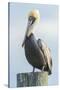 USA, Florida, New Smyrna Beach, Pelican Perched on Pylon-Jim Engelbrecht-Stretched Canvas
