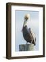 USA, Florida, New Smyrna Beach, Pelican Perched on Pylon-Jim Engelbrecht-Framed Photographic Print