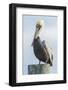 USA, Florida, New Smyrna Beach, Pelican Perched on Pylon-Jim Engelbrecht-Framed Photographic Print