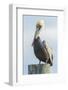 USA, Florida, New Smyrna Beach, Pelican Perched on Pylon-Jim Engelbrecht-Framed Photographic Print