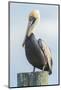 USA, Florida, New Smyrna Beach, Pelican Perched on Pylon-Jim Engelbrecht-Mounted Photographic Print