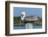 USA, Florida, New Smyrna Beach, Pelican Roosting on Pylon-Jim Engelbrecht-Framed Photographic Print