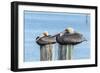 USA, Florida, New Smyrna Beach, pelicans roosting on pylon.-Jim Engelbrecht-Framed Photographic Print