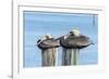 USA, Florida, New Smyrna Beach, pelicans roosting on pylon.-Jim Engelbrecht-Framed Photographic Print