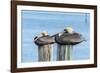 USA, Florida, New Smyrna Beach, pelicans roosting on pylon.-Jim Engelbrecht-Framed Photographic Print