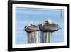 USA, Florida, New Smyrna Beach, pelicans roosting on pylon.-Jim Engelbrecht-Framed Photographic Print