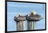 USA, Florida, New Smyrna Beach, pelicans roosting on pylon.-Jim Engelbrecht-Framed Photographic Print