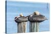 USA, Florida, New Smyrna Beach, pelicans roosting on pylon.-Jim Engelbrecht-Stretched Canvas