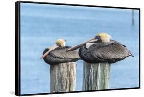 USA, Florida, New Smyrna Beach, pelicans roosting on pylon.-Jim Engelbrecht-Framed Stretched Canvas