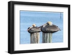 USA, Florida, New Smyrna Beach, pelicans roosting on pylon.-Jim Engelbrecht-Framed Photographic Print