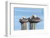 USA, Florida, New Smyrna Beach, pelicans roosting on pylon.-Jim Engelbrecht-Framed Photographic Print