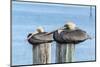 USA, Florida, New Smyrna Beach, pelicans roosting on pylon.-Jim Engelbrecht-Mounted Photographic Print