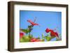 USA, Florida, New Smyrna Beach, Red Hibiscus-Jim Engelbrecht-Framed Photographic Print