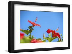 USA, Florida, New Smyrna Beach, Red Hibiscus-Jim Engelbrecht-Framed Photographic Print