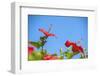 USA, Florida, New Smyrna Beach, Red Hibiscus-Jim Engelbrecht-Framed Photographic Print