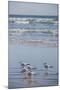 USA, Florida, New Smyrna Beach, Royal Terns on beach.-Lisa S. Engelbrecht-Mounted Photographic Print