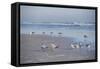 USA, Florida, New Smyrna Beach, Royal Terns on Beach-Lisa S. Engelbrecht-Framed Stretched Canvas