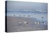 USA, Florida, New Smyrna Beach, Royal Terns on Beach-Lisa S. Engelbrecht-Stretched Canvas