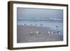 USA, Florida, New Smyrna Beach, Royal Terns on Beach-Lisa S. Engelbrecht-Framed Photographic Print