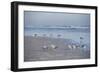 USA, Florida, New Smyrna Beach, Royal Terns on Beach-Lisa S. Engelbrecht-Framed Photographic Print