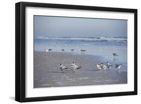 USA, Florida, New Smyrna Beach, Royal Terns on Beach-Lisa S. Engelbrecht-Framed Photographic Print