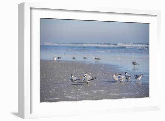 USA, Florida, New Smyrna Beach, Royal Terns on Beach-Lisa S. Engelbrecht-Framed Photographic Print