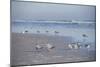 USA, Florida, New Smyrna Beach, Royal Terns on Beach-Lisa S. Engelbrecht-Mounted Photographic Print