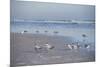 USA, Florida, New Smyrna Beach, Royal Terns on Beach-Lisa S. Engelbrecht-Mounted Premium Photographic Print