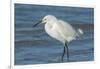 USA, Florida, New Smyrna Beach, Snowy Egret-Jim Engelbrecht-Framed Photographic Print