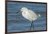 USA, Florida, New Smyrna Beach, Snowy Egret-Jim Engelbrecht-Framed Photographic Print