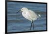 USA, Florida, New Smyrna Beach, Snowy Egret-Jim Engelbrecht-Framed Photographic Print