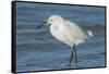 USA, Florida, New Smyrna Beach, Snowy Egret-Jim Engelbrecht-Framed Stretched Canvas