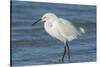 USA, Florida, New Smyrna Beach, Snowy Egret-Jim Engelbrecht-Stretched Canvas