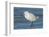 USA, Florida, New Smyrna Beach, Snowy Egret-Jim Engelbrecht-Framed Photographic Print