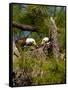 USA, Florida, North Ft. Meyers. American Bald Eagle, pair at nest-Bernard Friel-Framed Stretched Canvas