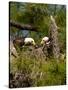 USA, Florida, North Ft. Meyers. American Bald Eagle, pair at nest-Bernard Friel-Stretched Canvas