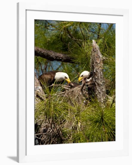 USA, Florida, North Ft. Meyers. American Bald Eagle, pair at nest-Bernard Friel-Framed Photographic Print