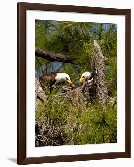 USA, Florida, North Ft. Meyers. American Bald Eagle, pair at nest-Bernard Friel-Framed Photographic Print