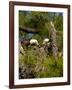 USA, Florida, North Ft. Meyers. American Bald Eagle, pair at nest-Bernard Friel-Framed Photographic Print