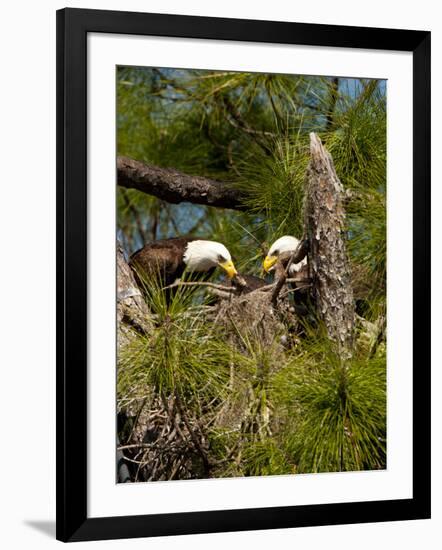 USA, Florida, North Ft. Meyers. American Bald Eagle, pair at nest-Bernard Friel-Framed Photographic Print